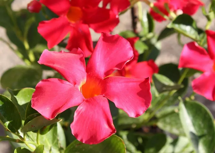 La Torre Di Caprera 아파트